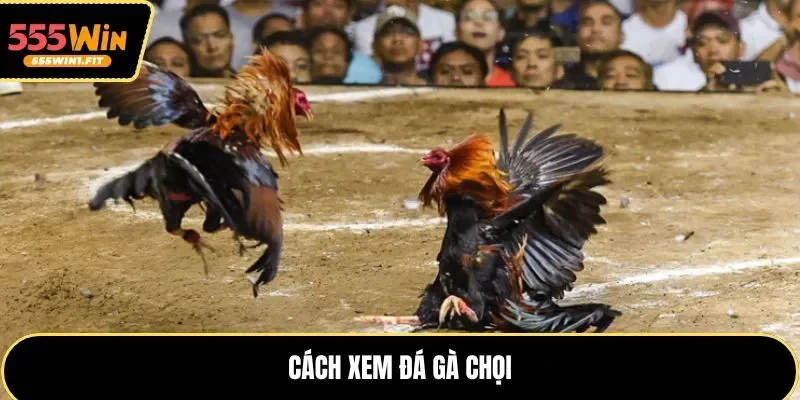 Cách xem đá gà chọi