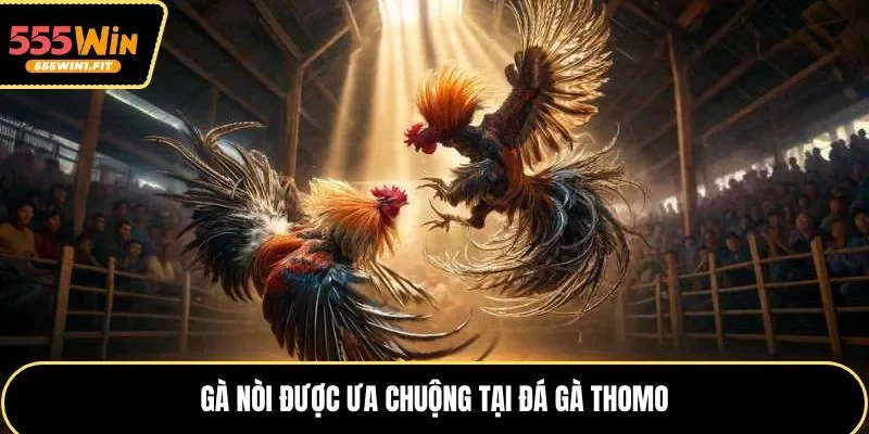 Gà nòi được ưa chuộng tại đá gà Thomo