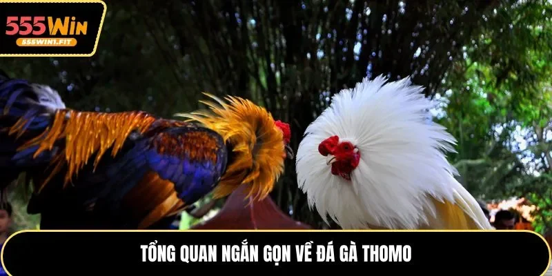 Tổng quan ngắn gọn về đá gà Thomo