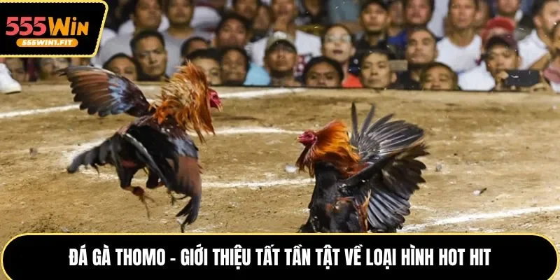 Đá gà Thomo