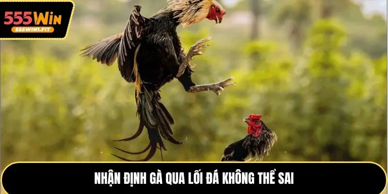 Nhận định gà qua lối đá không thể sai