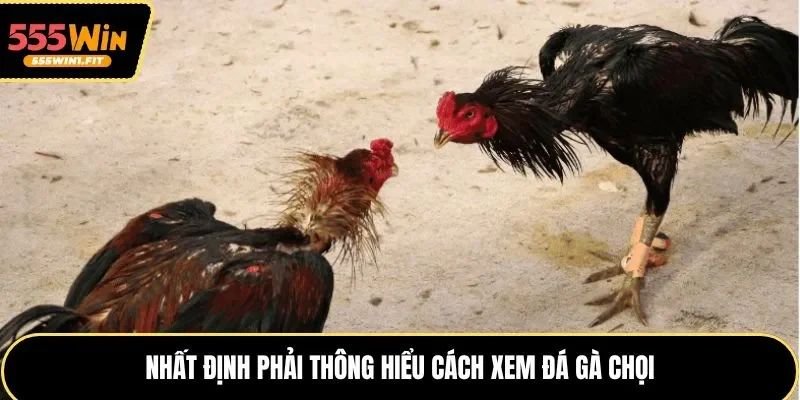 Nhất định phải thông hiểu cách xem đá gà chọi